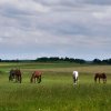 Konie z gospodarstwa ekologicznego w Wiśniowej Poduchownej