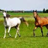Konie z gospodarstwa ekologicznego w Wiśniowej Poduchownej