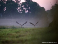 Staszowska fauna