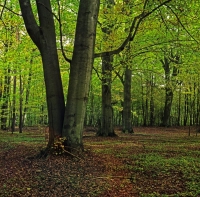 Staszowskie lasy