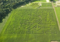 Labirynt w&nbsp;kukurydzy